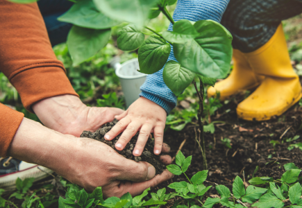 Planting