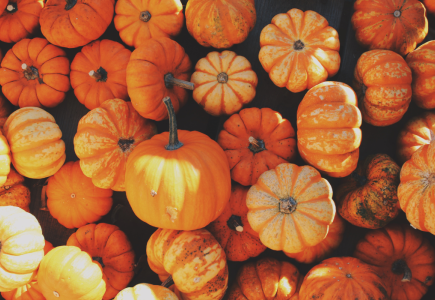 Lots of pumpkins