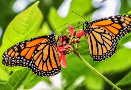 two monarch butterflies sitting on a pink flower surrounded by green