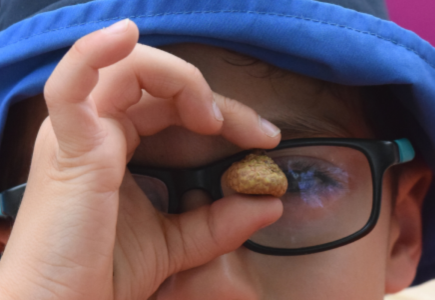 child with glasses looking at an acorn