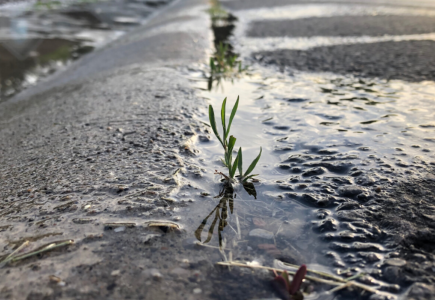 plant on a wet road 