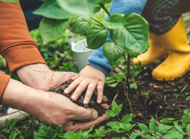 Planting