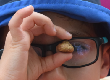 child with glasses looking at an acorn