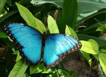 Blue butterfly