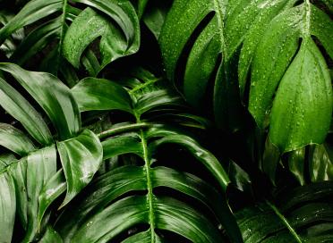 Tropical Leaves